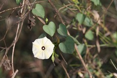 Ipomoea obscura